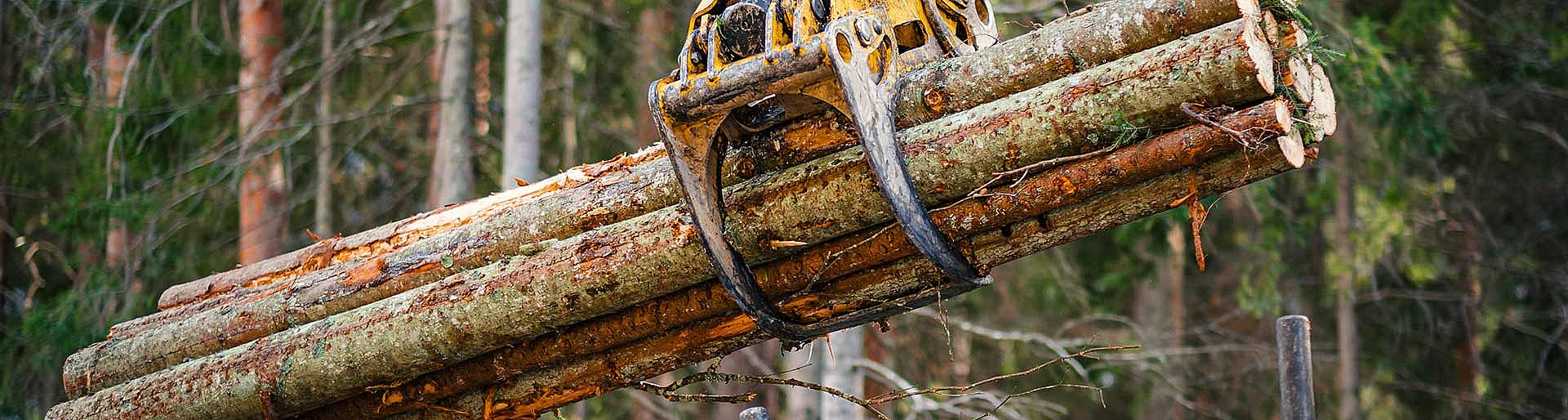 002--holzernte_310138725.jpg