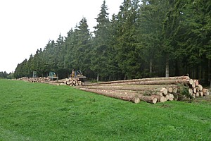 stammholz rueckung mit forstspezialschlepper