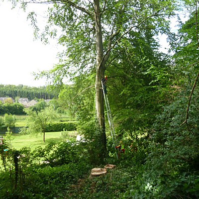 gefahrbaumfaellung-2