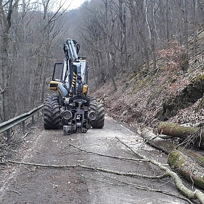 gefahrbaumfaellung verkehrssicherung