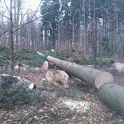 motormanueller holzeinschlag