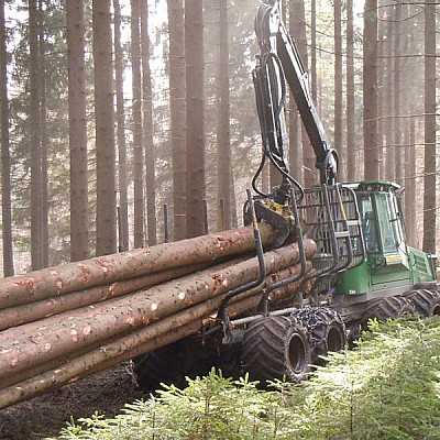 stammholz rueckung mit forwarder