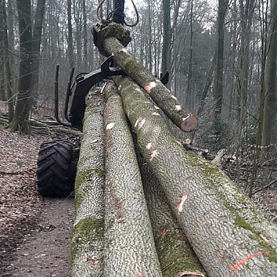 stammholzrueckung mit klemmbank forwarder