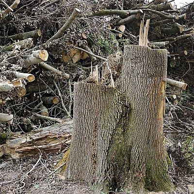 flaechenraeumung 174806837