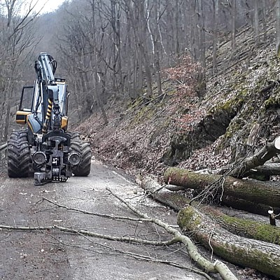 002-gefahrbaumfaellung-schindel