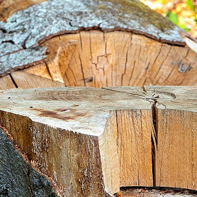 gefahrbaumfaellung-354302470