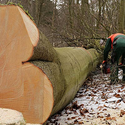 holzeinschlag 248192262