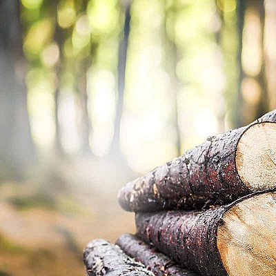 holzrueckung 327677636