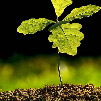 kulturbegruendung 259867070