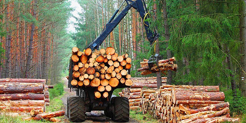 Forstmaschine transportiert und stapelt gefällte Baumstämme im Wald.