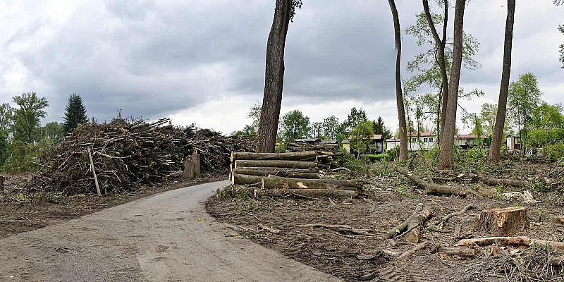 Geräumte Waldfläche mit Holzstapeln und aufgeschichteten Ästen.