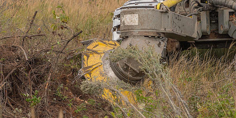 Forstmaschine mit Fräskopf bearbeitet Bodenbewuchs und Wurzeln.